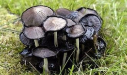 17c吃瓜黑蘑菇爆料,揭秘娱乐圈不为人知的幕后故事